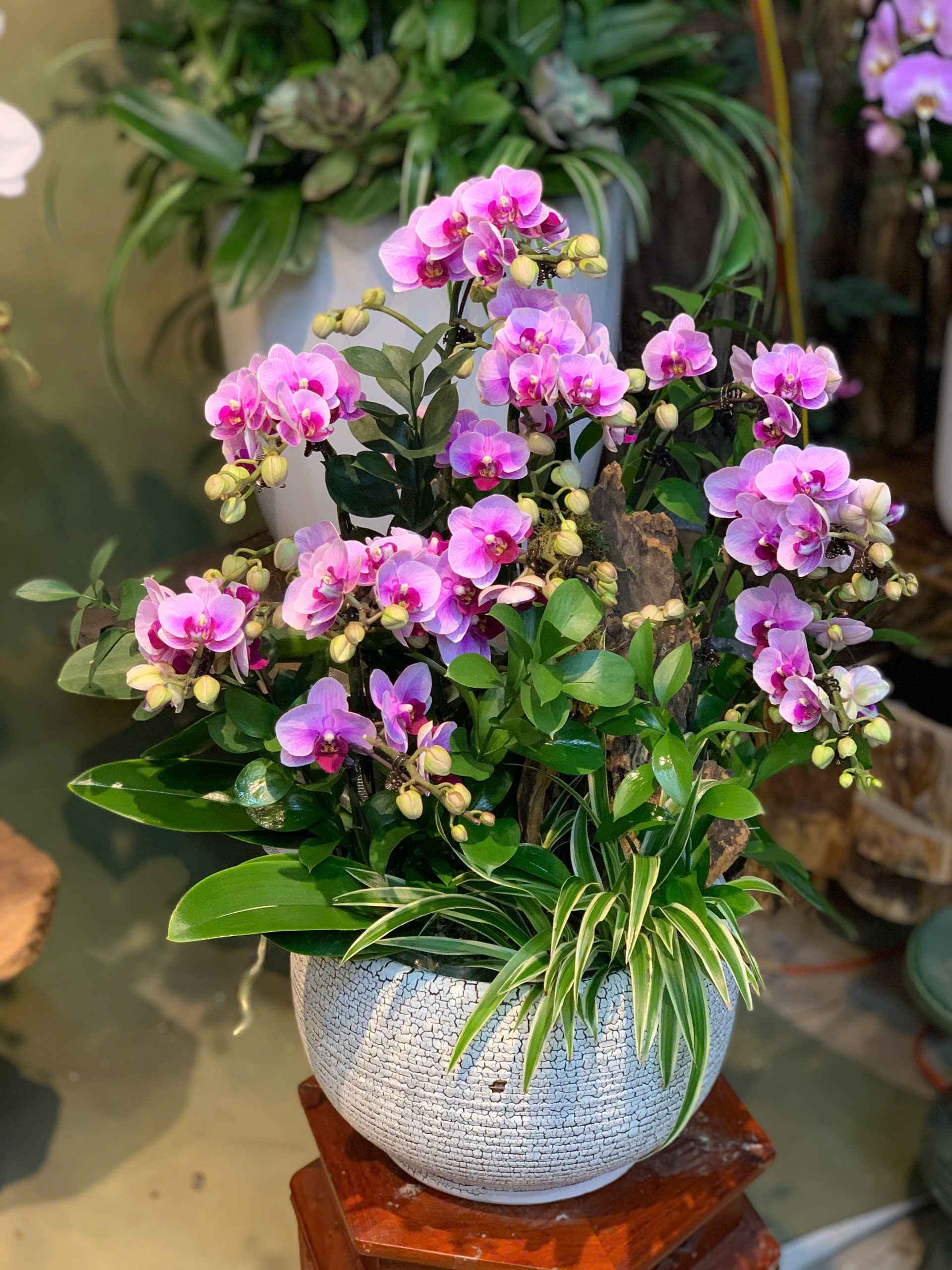 Chậu Lan Hồ Điệp Mini Hồng Tiểu Cảnh